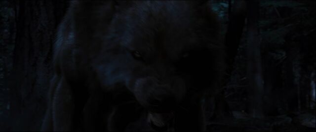 File:Brady-wolf-0020046578.jpg