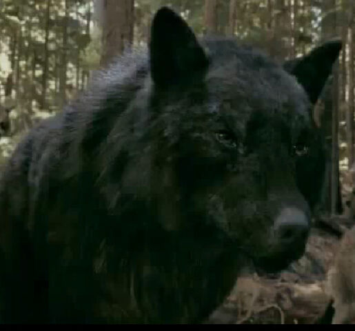 File:Werewolvestwilightseries14805653626583.jpg