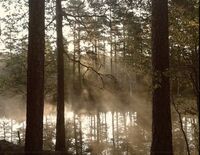 Swamp-mist