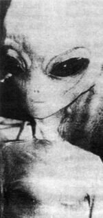 Reticulan