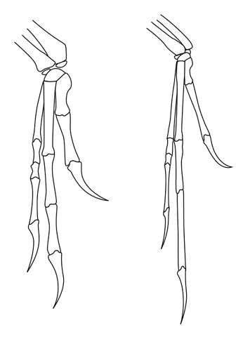 File:474px-Archaeo-deinony hands.svg.png