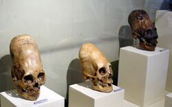 1024px-ParacasSkullsIcaMuseum