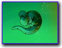 Baby cell