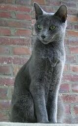 UWCW bluestar