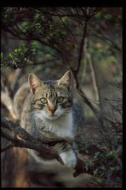 File:Shorty.jpg