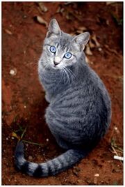 UWCW jayfeather