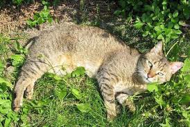 File:Rushtail.jpg