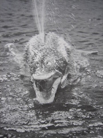File:Gamakujira 0.jpg