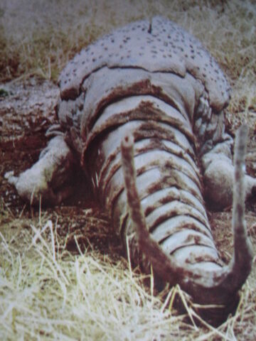 File:Kemular 3.jpg