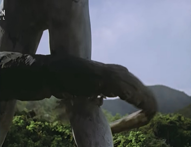 File:Golza Thick Tail.png