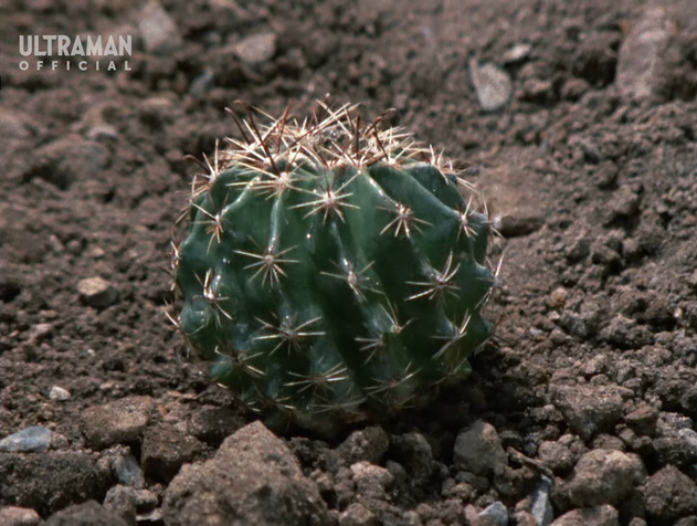File:Sabotender Cactus Form.png