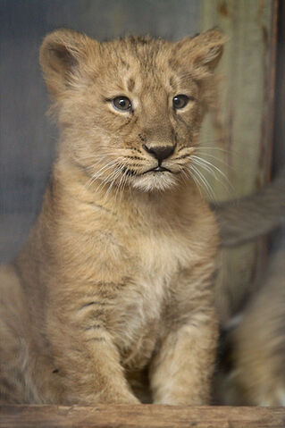 File:Baby lioness Naui.jpg