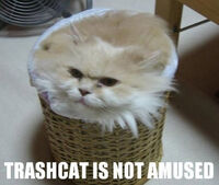 Lolcatsdotcom49tosgbjlawzcfc7