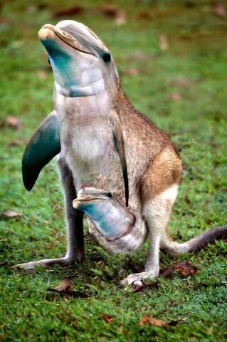 File:Dolphin kangaroo hybrid.jpg