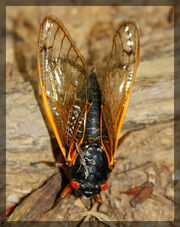 Cicada