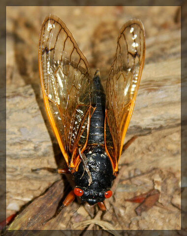 File:Cicada.jpg