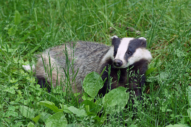 Файл:155-Badger.jpg