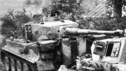 Tger114.jpg