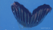 Speed swimming (1)