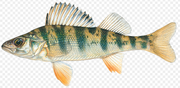 Perch