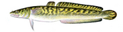 Burbot