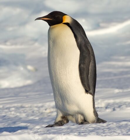 File:Emperor Penguin.jpg