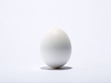 Egg Official Art
