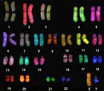 Chromosome painting