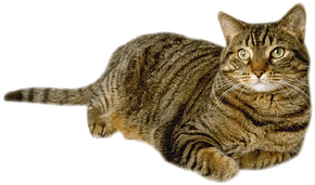 Tabby