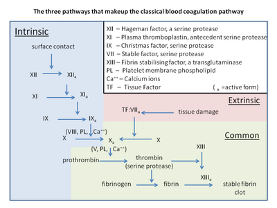 Blood coag pathways