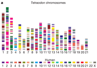 Tetraodon chromosomes