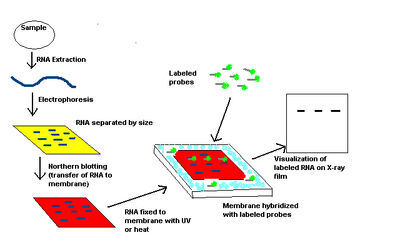 Northern Blot Scheme