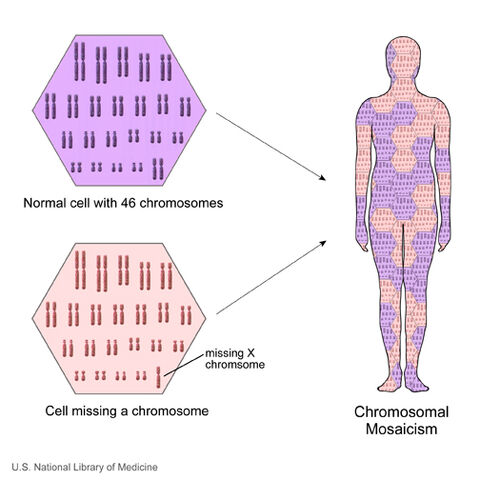 File:Mosaicism.jpg
