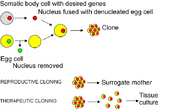 Cloning diagram english