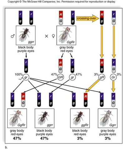 File:Genetics mapunits.jpeg