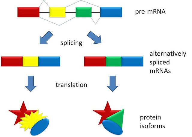 File:800px-Splicing overview.jpg