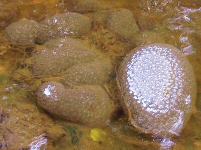 Pectinatella Magnifica