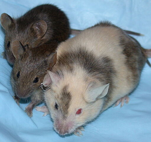 File:638px-ChimericMouseWithPups.jpeg