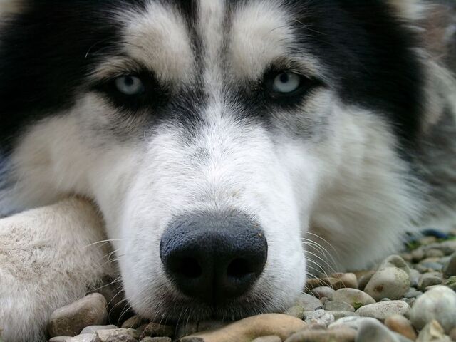 File:UWN - Husky.jpg