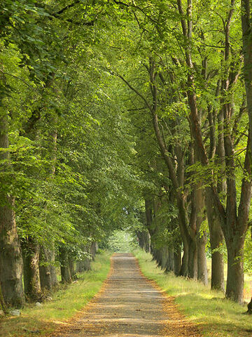 File:UWN - Lüneburger Heide.jpg