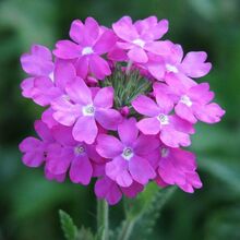 Verbena3.jpg