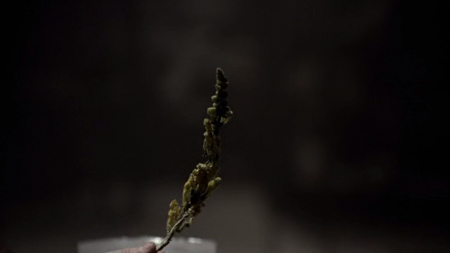 File:Wolfsbane6.png