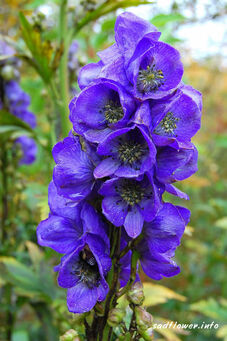 Aconitum