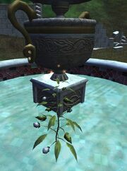 Fountain flower
