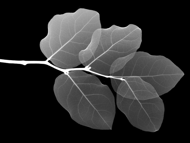 File:BG.png