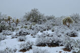 Snow Desert