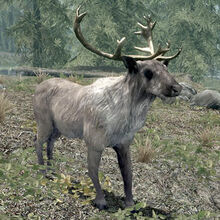 Deer(Skyrim)