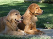PUPPIES!