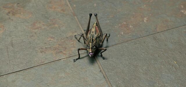File:The Locust.jpg