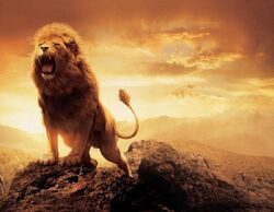 Lions-Wallpaper-1